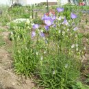 아마란스 이미지