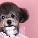 퀸펫살롱 이미지