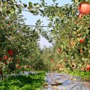 우리손 예산농장 이미지