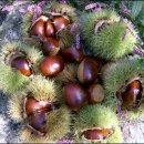 일도 농장 이미지