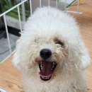 미모아애견 이미지