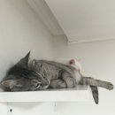 꽁냥꽁냥 이미지