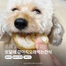 혼자 있는 시간 심심해하지 않아서 좋았던 또달래 강아지오래먹는간식 강아지뼈간식 후기