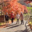 340차 태백 철암단풍군락지 이미지