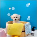 대구애견호텔 애견유치원 모여라솜뭉치 본점 이미지