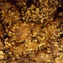 오감족발 이미지