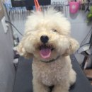 놀러와캣독 이미지