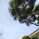 두동면 명품 소나무 숲이 내집 정원 인 마당넓은 전원주택 매매 473평 (실사용 천평주택) 이미지