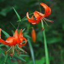 풀잎사랑 이미지