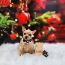 땡자네 묭실 이미지