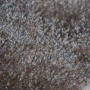 봄날의 강아지 이미지