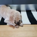 쓰담쓰담해줄개 이미지