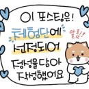 강남고양이분양 스타돌스 이미지