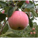 풍요의 계절 이미지