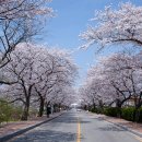 벚꽃길 이미지