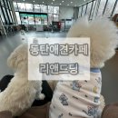 리앤드딩 | 동탄애견카페 인조잔디 운동장이 있는 리앤드딩 다녀온 후기