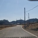 기지시 메타세콰이아 이미지