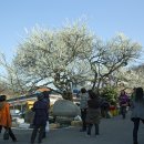 청매실농원 이미지