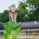 삼육구농장 네이버블로그