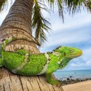 이구아나 이미지