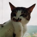 일루온 이미지