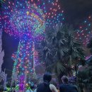 고산슈퍼 | 싱가포르 슈퍼트리쇼 시간 명당 가든스바이더베이 가는법 여행 2일차