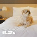 펫하우스(애견샵) | 강릉 세인트존스호텔 애견동반 펫트윈룸 솔직후기