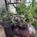 다온카페 이미지