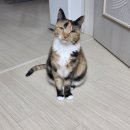 묘봉지 | [정글키친 로우앤핏] 고양이 생식, 음수량 걱정 끝! 3묘 집사의 동결건조 생식 후기