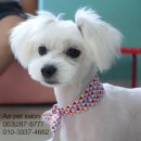 Pet salon 이미지