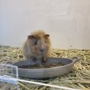 펫엔글라이더 대전점 이미지