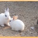 배영농장 이미지