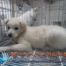 천보산로 노트펫
