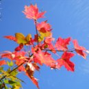 단풍나무 이미지