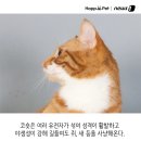 올어바웃펫 이미지