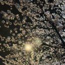 금성로3(서) | 경주 벚꽃 뿌셔뿌셔 (1)