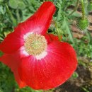 유튜브/WEA서울 총회 관련 교회연합신문 기사 내용 이미지