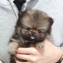 구구 이미지