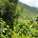 운남농장 이미지