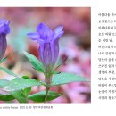 당신이 슬플 때 나는 사랑한다 이미지