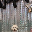 송도멍멍이발소 이미지