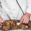 나음동물병원 이미지