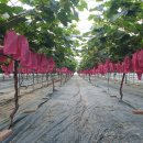 홍이농장 이미지