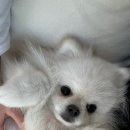 춘옥이네 이미지