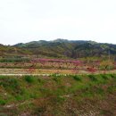 복사꽃마을 이미지