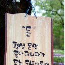 벚꽃다례 이미지
