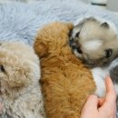 퍼피하우스 인천송도점 이미지