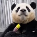 여우카츠 이미지