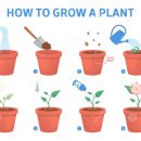 자라다plant 이미지