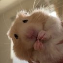 혼밤